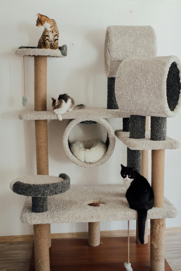 Un arbre à chat design pour le bonheur de votre félin